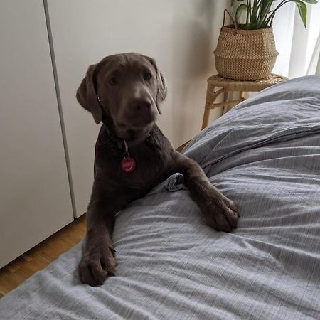 Bed & Breakfast Bonn 24 Mai Bis14 Juni Mit Hund In Der Wohnung Eksteriør billede