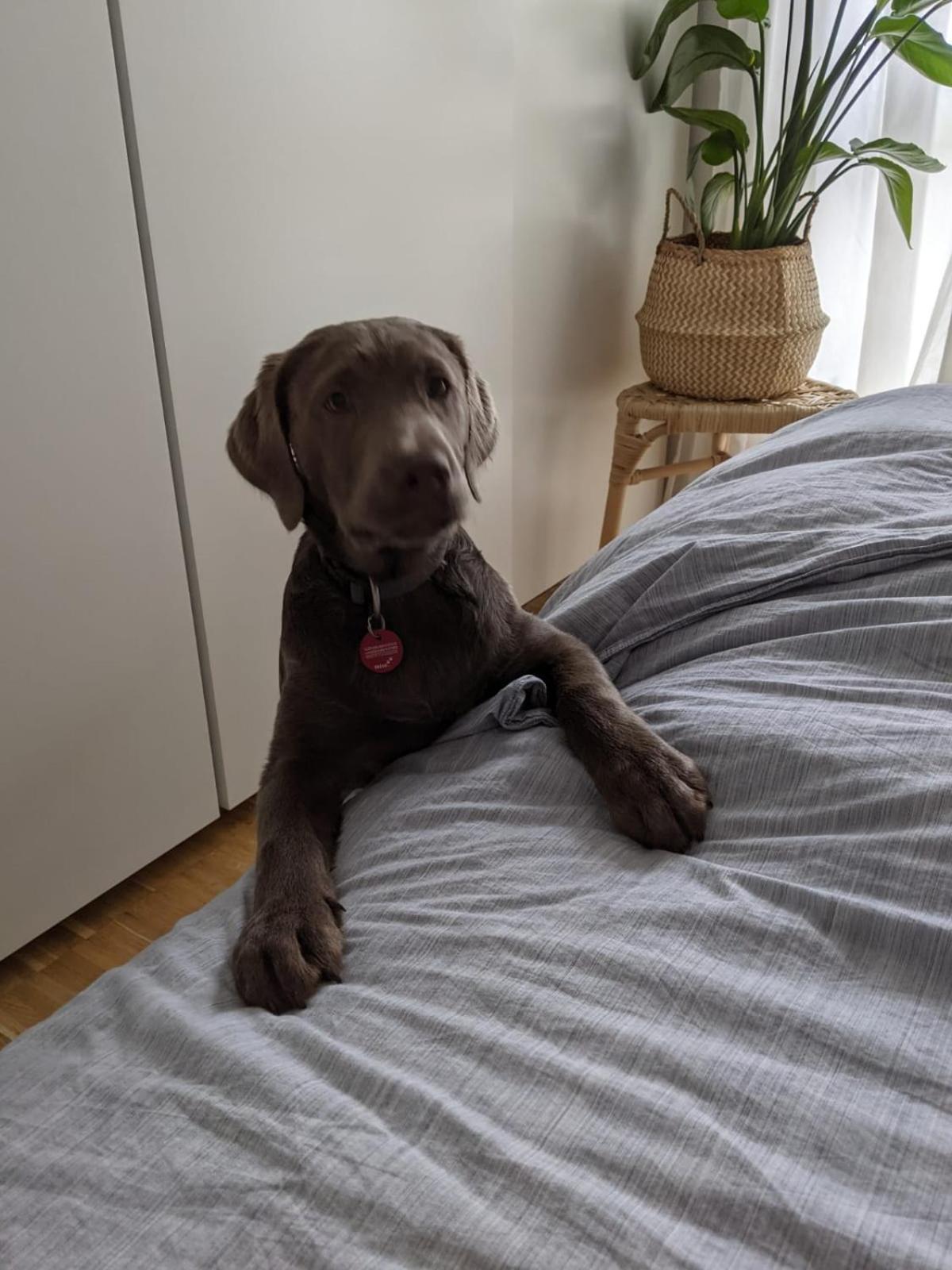 Bed & Breakfast Bonn 24 Mai Bis14 Juni Mit Hund In Der Wohnung Eksteriør billede